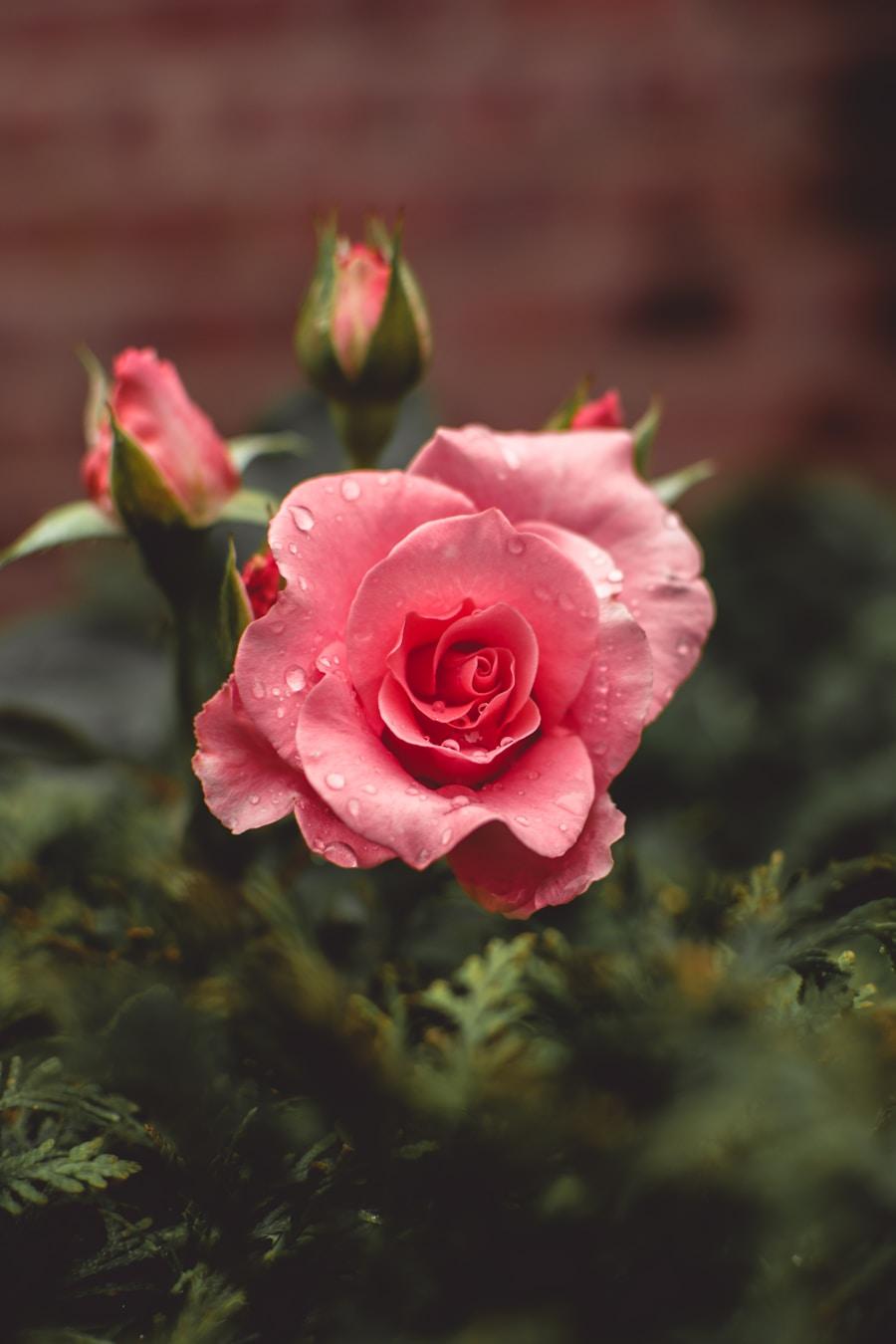 Soft pink roses with morning dew